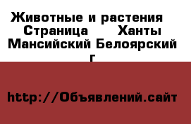  Животные и растения - Страница 10 . Ханты-Мансийский,Белоярский г.